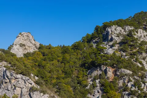 Pine Forest 4K Wallpaper · nature · 3840×2561
