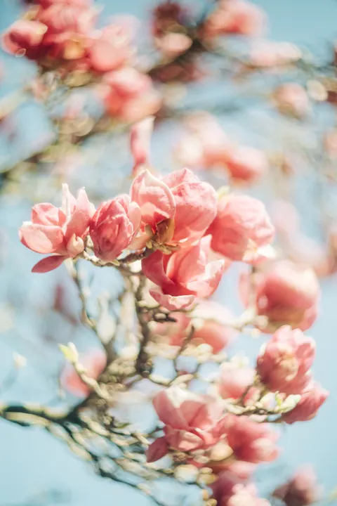 Soft Bloom Phone Wallpaper · aesthetic · 1440×2160