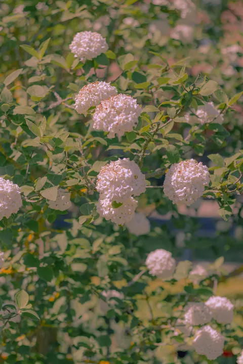 Soft Bloom Phone Wallpaper · aesthetic · 1440×2160
