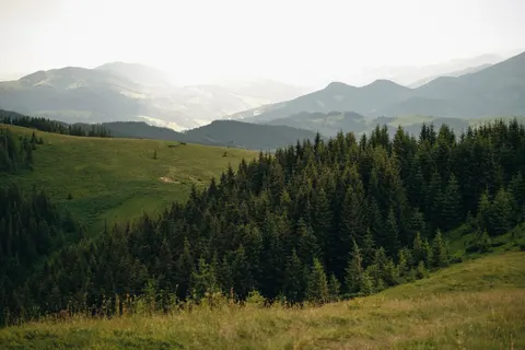 Pine Forest 4K Wallpaper · nature · 3840×2560