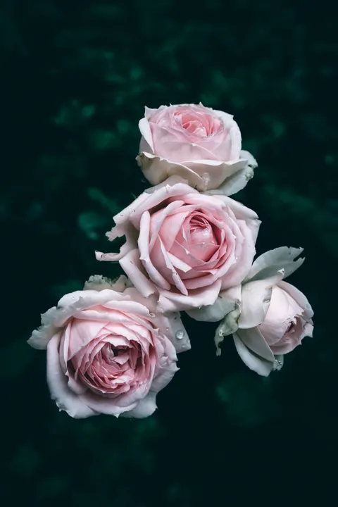Soft Bloom Phone Wallpaper · aesthetic · 1440×2160