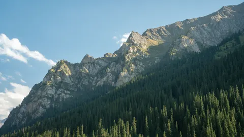 Pine Forest 4K Wallpaper · nature · 3840×2161