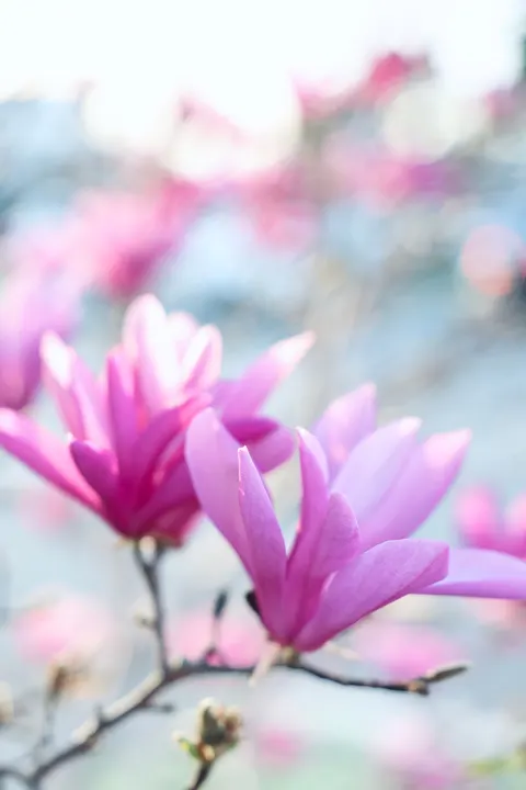 Soft Bloom Phone Wallpaper · aesthetic · 1440×2160