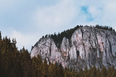 Pine Forest 4K Wallpaper · nature · 3840×2560