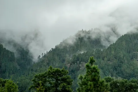 Pine Forest 4K Wallpaper · nature · 3840×2563