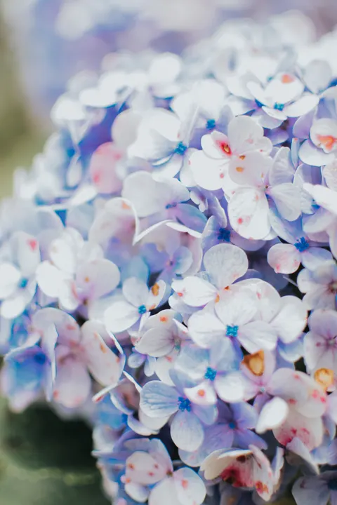 Soft Bloom Phone Wallpaper · aesthetic · 1440×2160