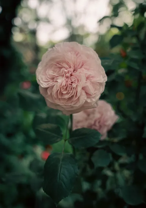 Soft Bloom Phone Wallpaper · aesthetic · 1440×2047