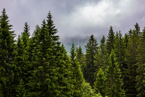 Pine Forest 4K Wallpaper · nature · 3840×2560