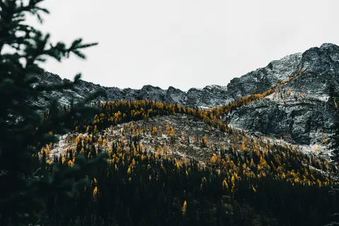 Pine Forest 4K Wallpaper · nature · 3840×2561