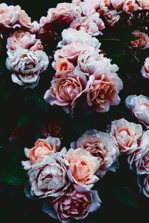 Soft Bloom Phone Wallpaper · aesthetic · 1440×2160