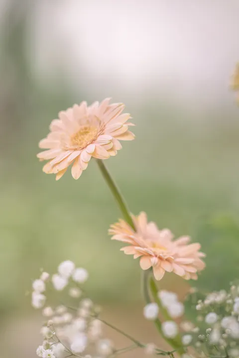 Soft Bloom Phone Wallpaper · aesthetic · 1440×2160