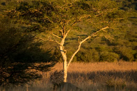 Savanna Sunset 4K Wallpaper · nature · 3840×2560
