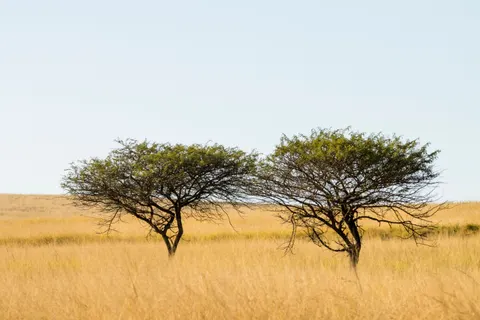 Savanna Sunset 4K Wallpaper · nature · 3840×2560