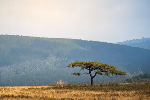 Savanna Sunset 4K Wallpaper · nature · 3840×2560