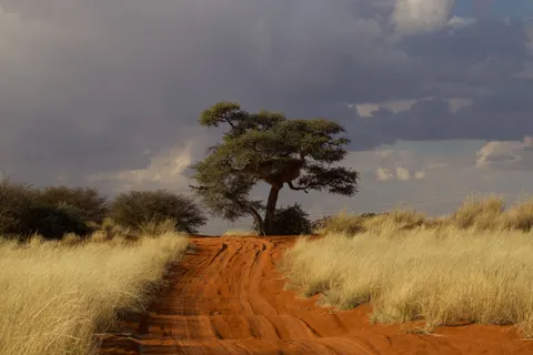 Savanna Sunset 4K Wallpaper · nature · 3840×2560