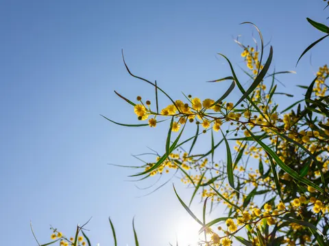خلفية طبيعة بدقة 4K · nature · 3840×2880