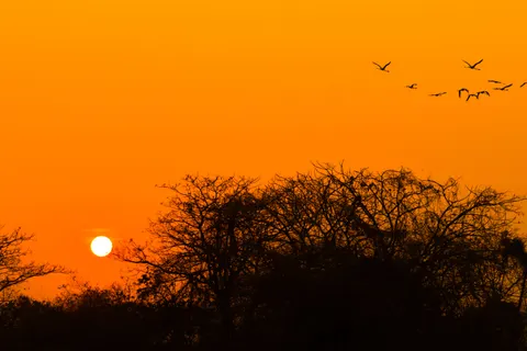 Savanna Sunset 4K Wallpaper · nature · 3840×2560