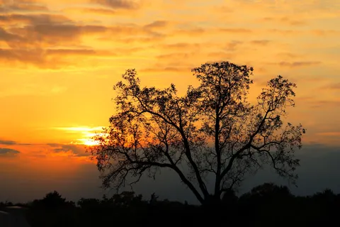 Savanna Sunset 4K Wallpaper · nature · 3840×2560
