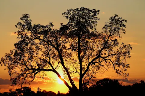 Savanna Sunset 4K Wallpaper · nature · 3840×2560
