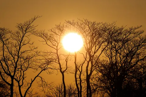 Savanna Sunset 4K Wallpaper · nature · 3840×2561
