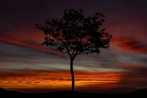 Savanna Sunset 4K Wallpaper · nature · 3840×2560