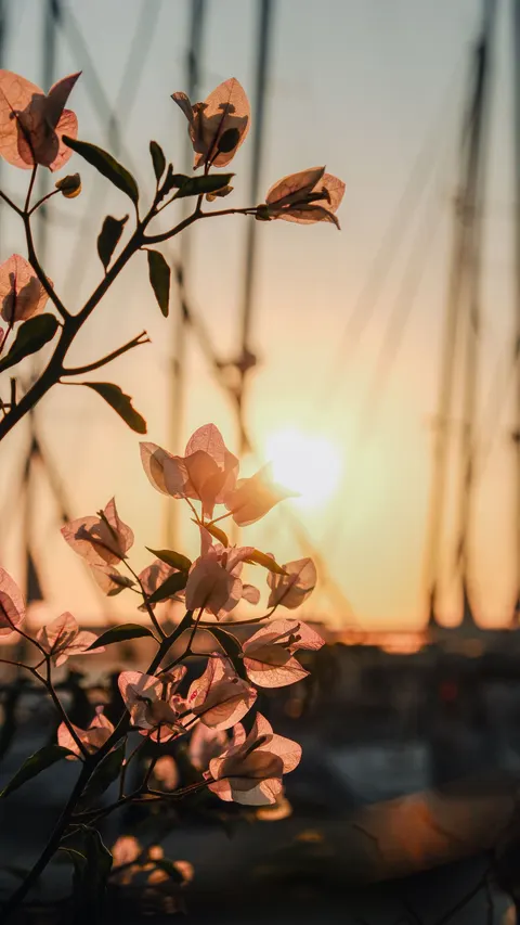 Golden Hour Phone Wallpaper · aesthetic · 1440×2559