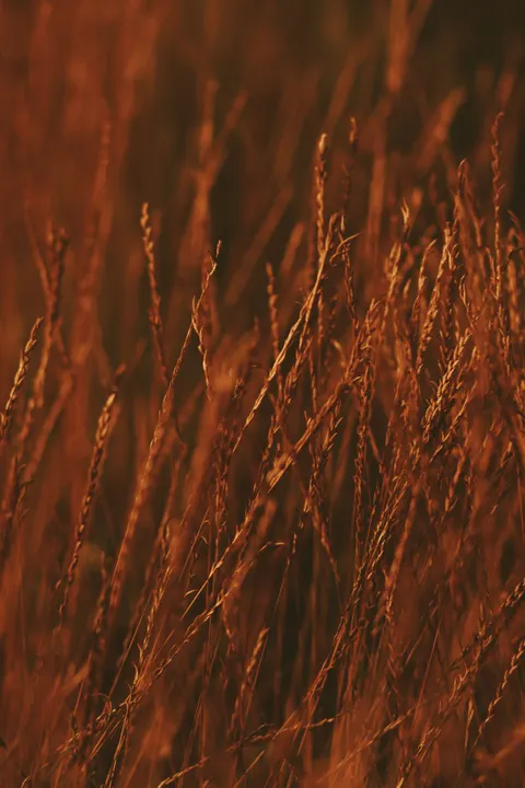 Golden Hour Phone Wallpaper · aesthetic · 1440×2160