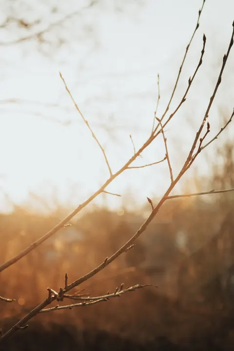 Golden Hour Phone Wallpaper · aesthetic · 1440×2160