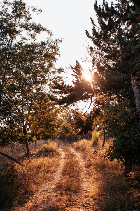 Golden Hour Phone Wallpaper · aesthetic · 1440×2160