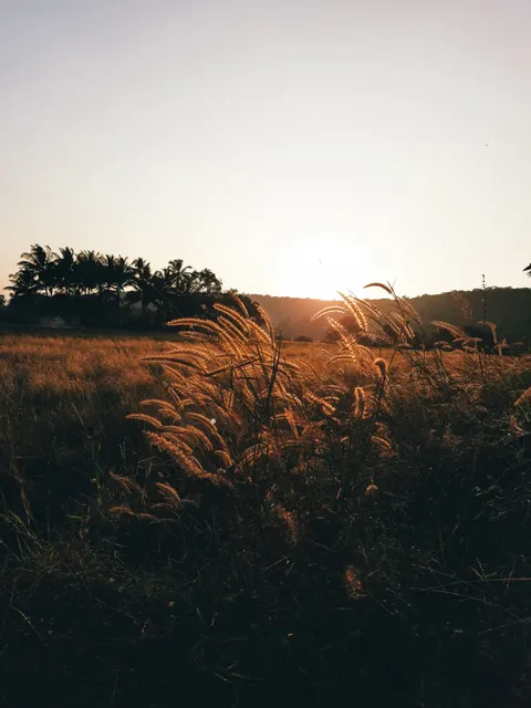 Golden Hour Phone Wallpaper · aesthetic · 1440×1920