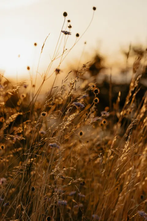 Golden Hour Phone Wallpaper · aesthetic · 1440×2160