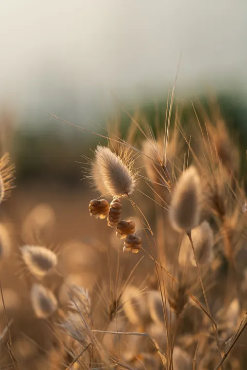Golden Hour Phone Wallpaper · aesthetic · 1440×2160