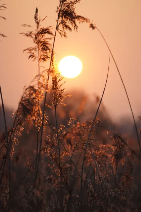 Golden Hour Phone Wallpaper · aesthetic · 1440×2160
