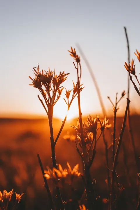 Golden Hour Phone Wallpaper · aesthetic · 1440×2160
