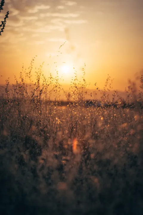 Golden Hour Phone Wallpaper · aesthetic · 1440×2160