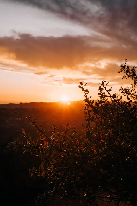 Golden Hour Phone Wallpaper · aesthetic · 1440×2160