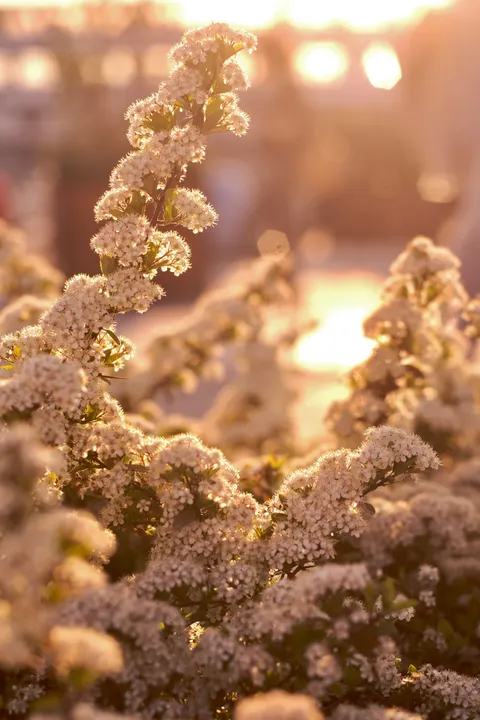Golden Hour Phone Wallpaper · aesthetic · 1440×2160