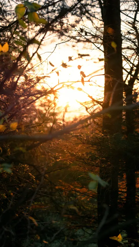 Golden Hour Phone Wallpaper · aesthetic · 1440×2554