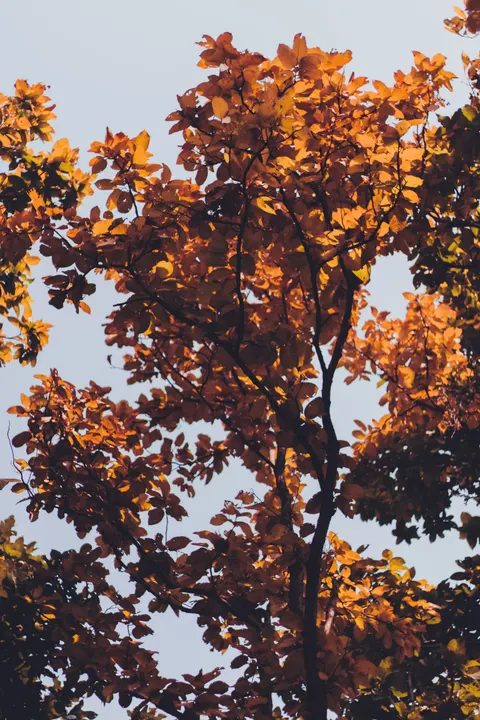Golden Hour Phone Wallpaper · aesthetic · 1440×2160