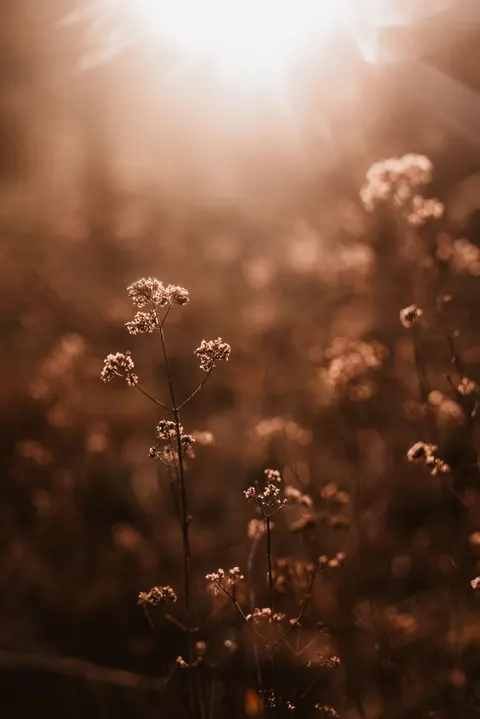 Golden Hour Phone Wallpaper · aesthetic · 1440×2157