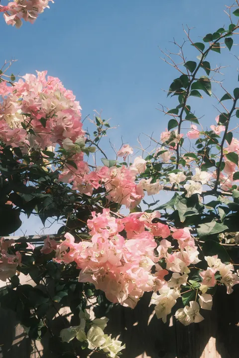 Film Aesthetic Phone Wallpaper · aesthetic · 1440×2160
