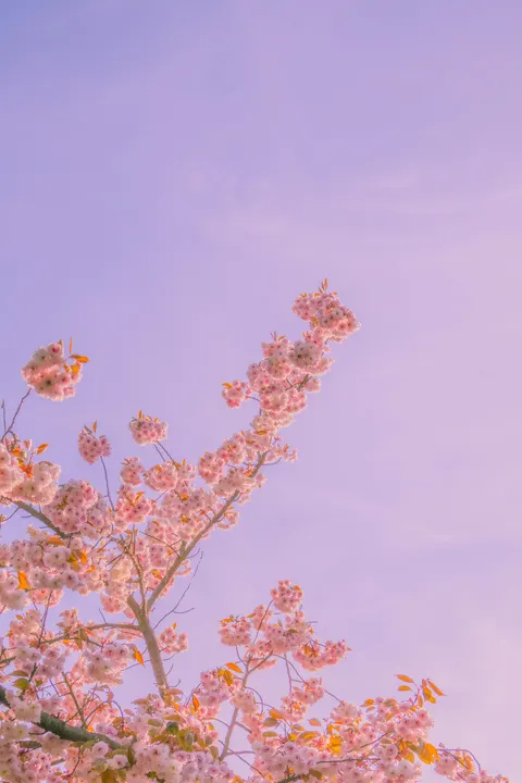Soft Bloom Phone Wallpaper · aesthetic · 1440×2160