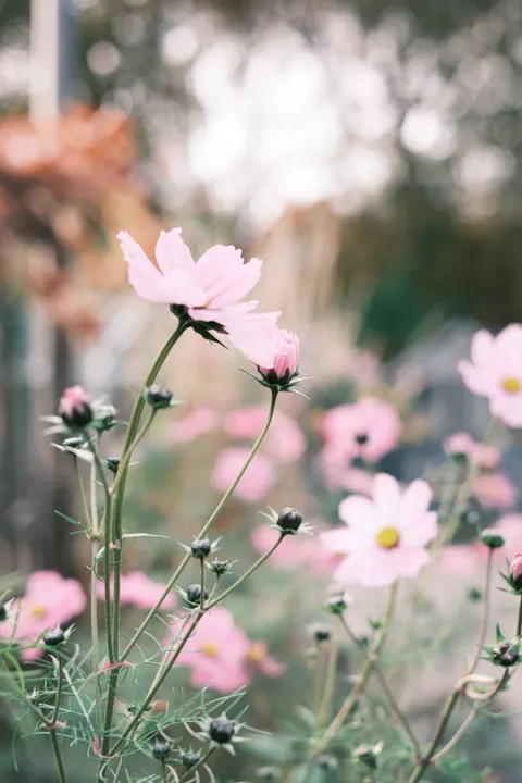 Soft Bloom Phone Wallpaper · aesthetic · 1440×2160