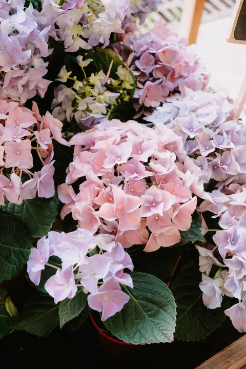 Soft Bloom Phone Wallpaper · aesthetic · 1440×2160