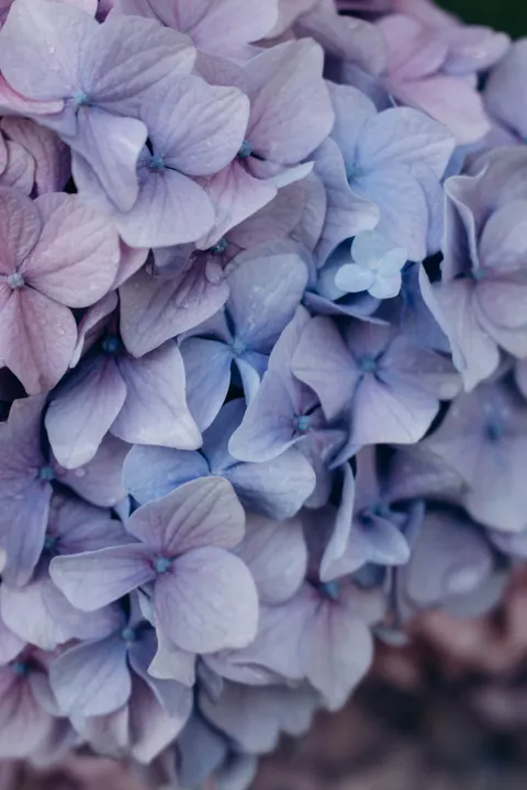 Soft Bloom Phone Wallpaper · aesthetic · 1440×2160