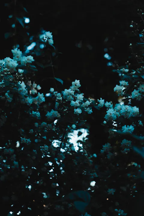 Soft Bloom Phone Wallpaper · aesthetic · 1440×2160