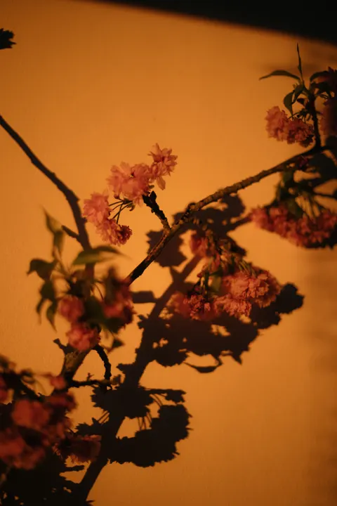 Soft Bloom Phone Wallpaper · aesthetic · 1440×2160