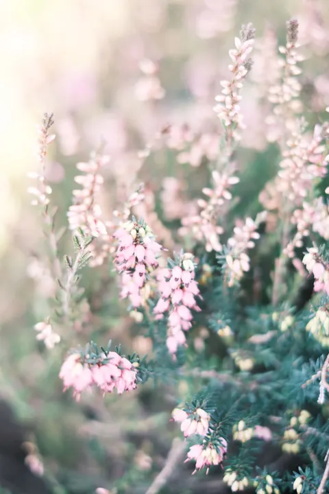 Soft Bloom Phone Wallpaper · aesthetic · 1440×2160