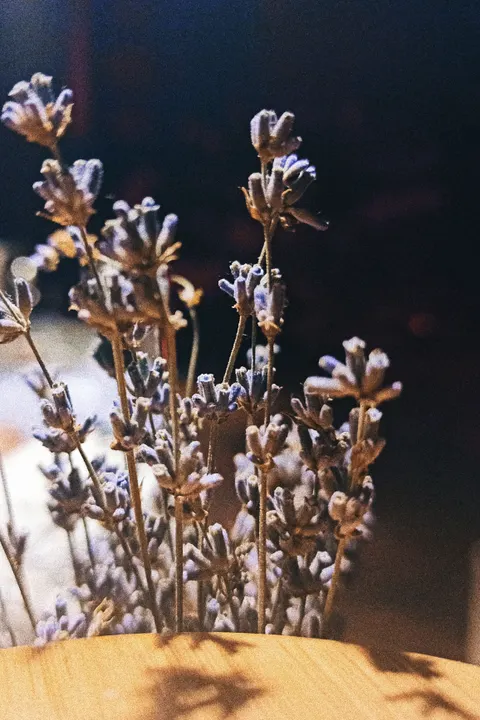 Soft Bloom Phone Wallpaper · aesthetic · 1440×2160