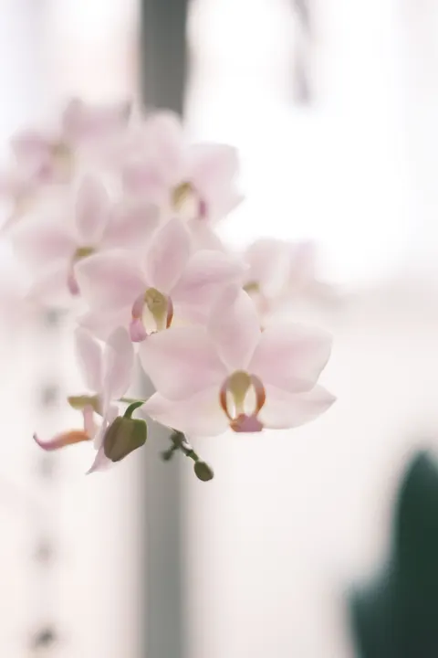 Soft Bloom Phone Wallpaper · aesthetic · 1440×2160